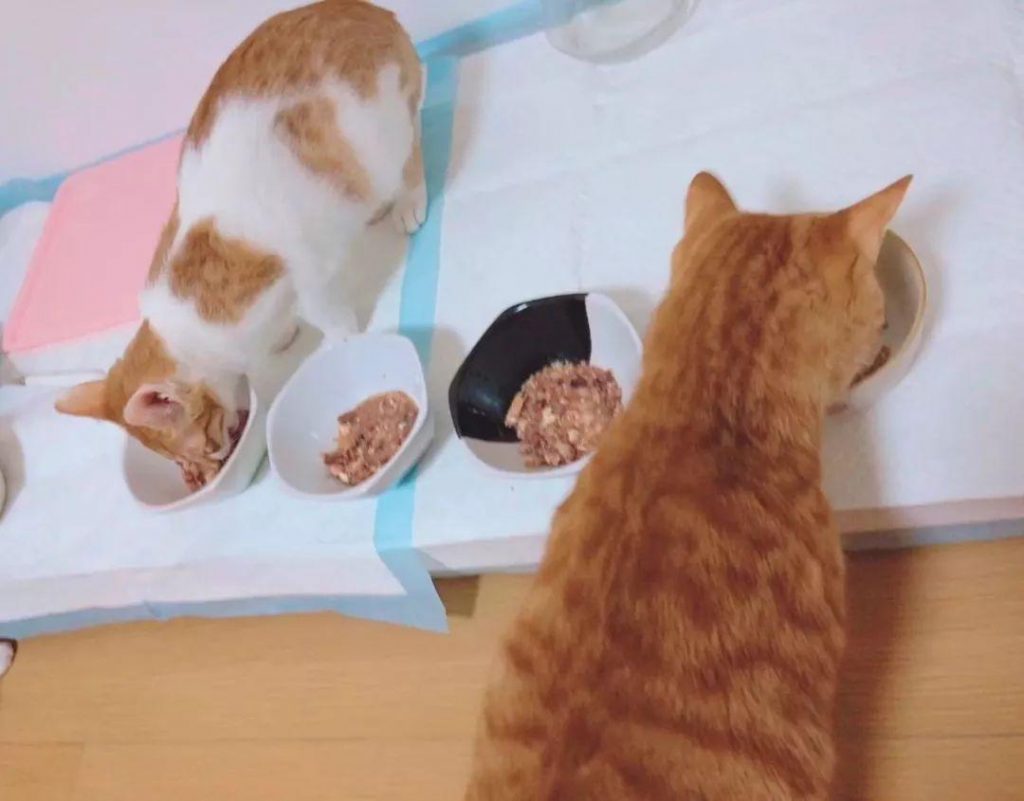 猫咪肾衰竭怎么办？如何处理肾衰竭问题？(图6)