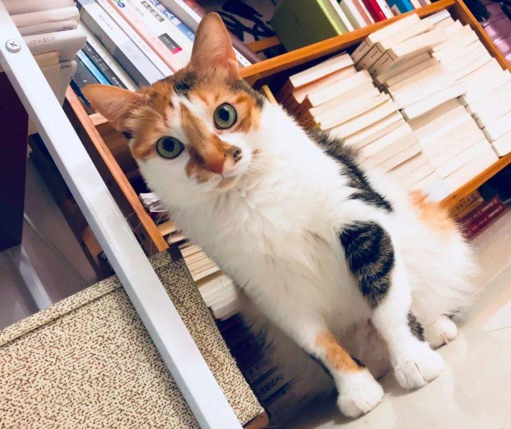 猫咪肾衰竭怎么办？如何处理肾衰竭问题？(图5)