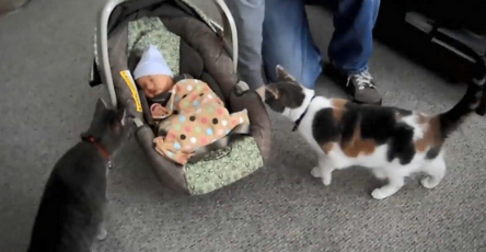 猫咪对小孩的超强容忍度 原来是这个特别的原因(图1)