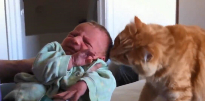 猫咪对小孩的超强容忍度 原来是这个特别的原因(图2)