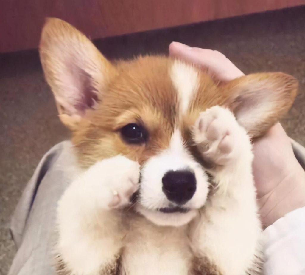 柯基3~6个月的“黄金期”，宠主应怎样照顾？（柯基几个月身体大小定型）(图1)