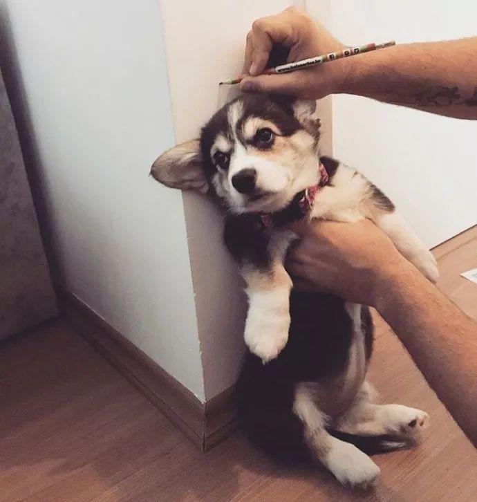 柯基3~6个月的“黄金期”，宠主应怎样照顾？（柯基几个月身体大小定型）(图3)