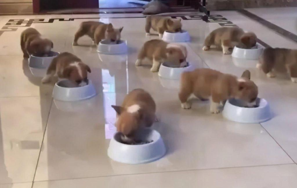 柯基3~6个月的“黄金期”，宠主应怎样照顾？（柯基几个月身体大小定型）(图2)