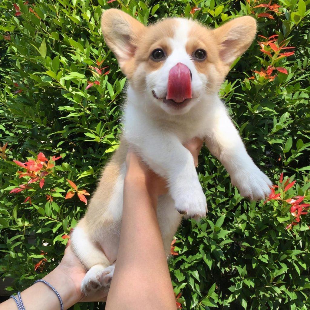 柯基3~6个月的“黄金期”，宠主应怎样照顾？（柯基几个月身体大小定型）(图4)