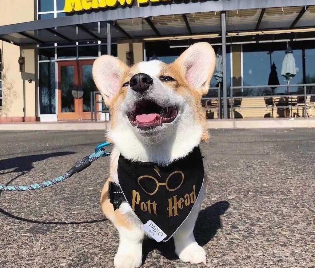 柯基3~6个月的“黄金期”，宠主应怎样照顾？（柯基几个月身体大小定型）(图5)