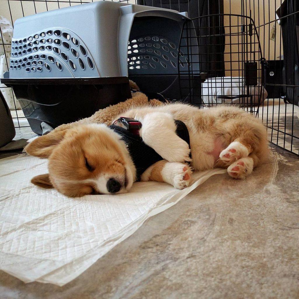 柯基3~6个月的“黄金期”，宠主应怎样照顾？（柯基几个月身体大小定型）(图6)