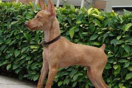 小鹿犬适合什么人养?先来了解下它的优缺点(图2)