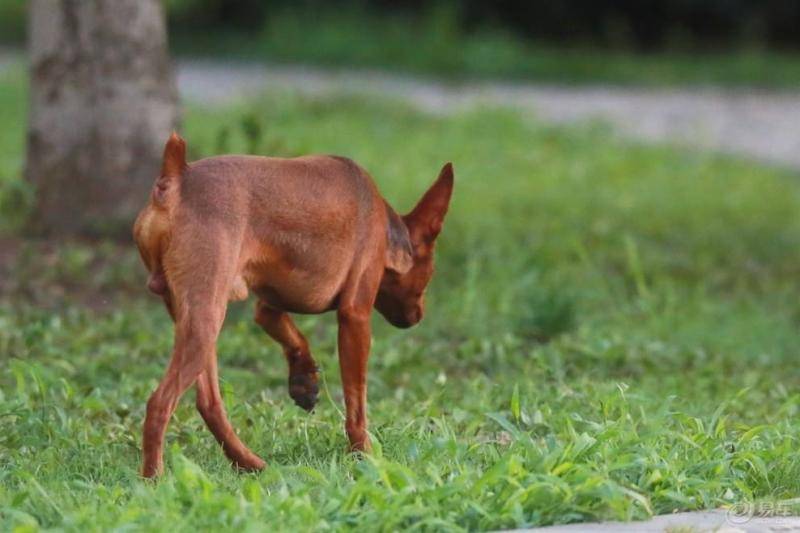 小鹿犬适合什么人养?先来了解下它的优缺点(图3)