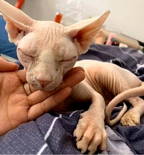 将无毛猫寄养在宠物店，后来却发现怀孕了，看到幼崽后不想说话(图1)