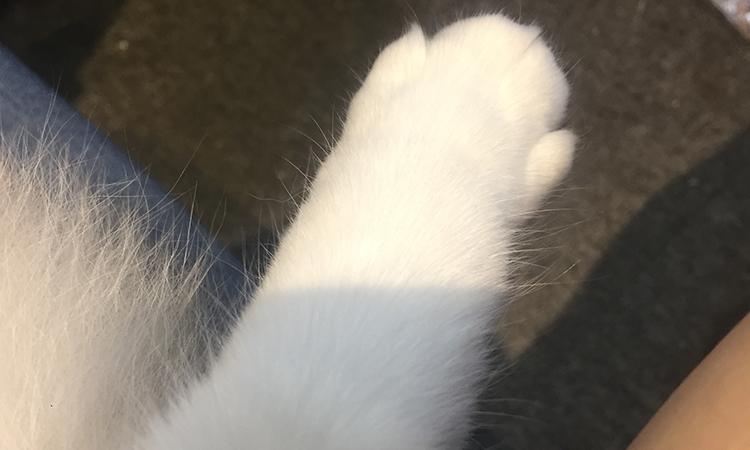 猫三联究竟是什么？注射有哪些注意事项？(图1)