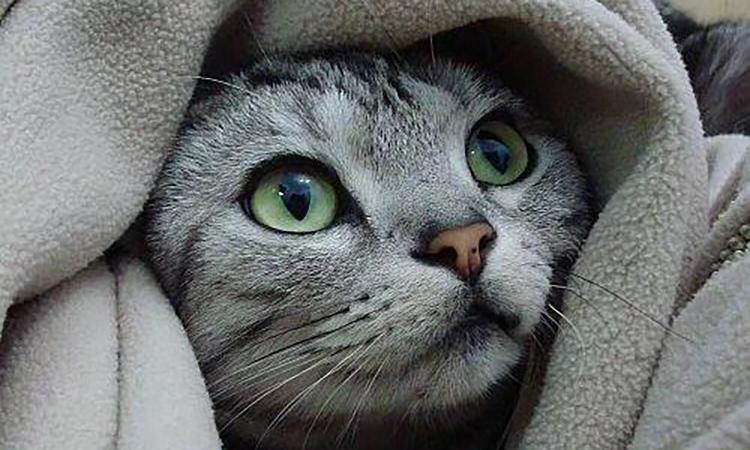 猫三联究竟是什么？注射有哪些注意事项？(图4)