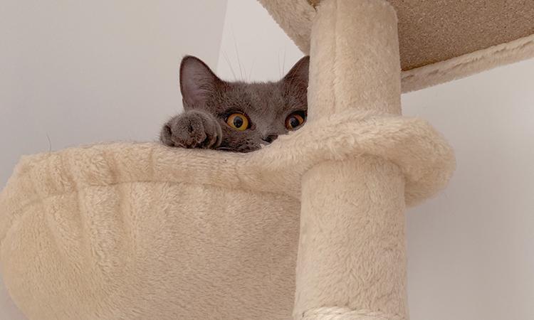 猫三联究竟是什么？注射有哪些注意事项？(图3)