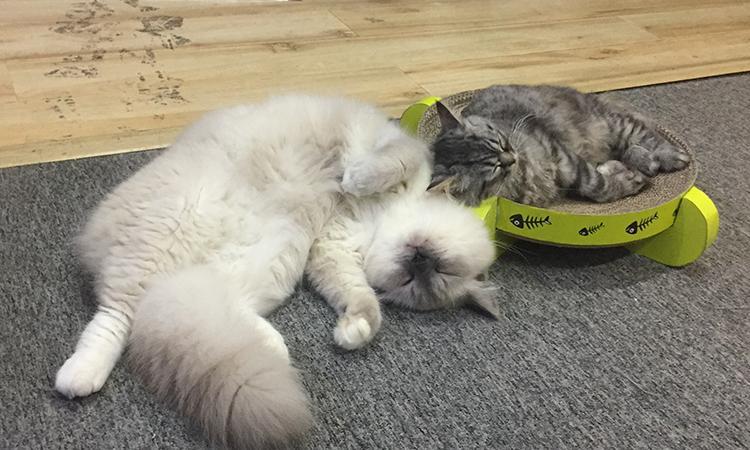 猫三联究竟是什么？注射有哪些注意事项？(图5)