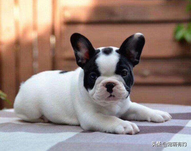 喂养法国斗牛犬幼犬，需要掌握这些基本常识（喂养法国斗牛犬幼犬,需要掌握这些基本常识是）(图1)