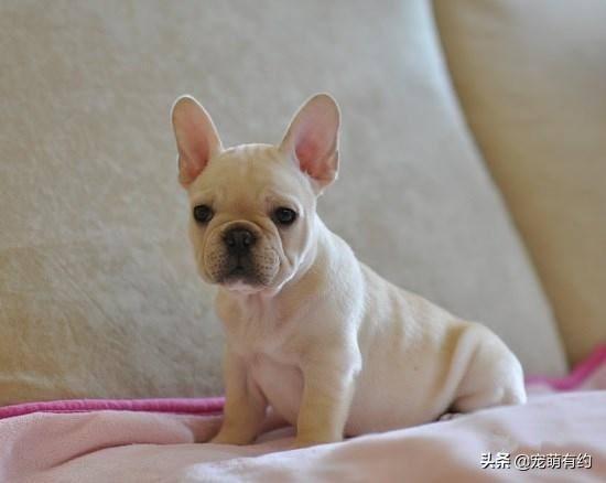 喂养法国斗牛犬幼犬，需要掌握这些基本常识（喂养法国斗牛犬幼犬,需要掌握这些基本常识是）(图4)