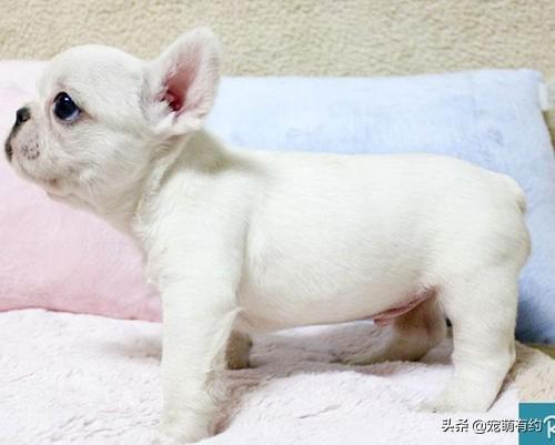 喂养法国斗牛犬幼犬，需要掌握这些基本常识（喂养法国斗牛犬幼犬,需要掌握这些基本常识是）(图5)