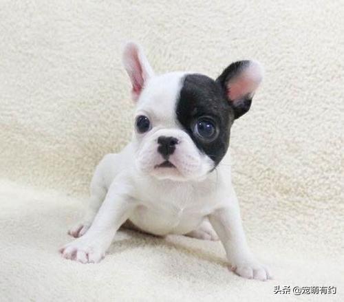 喂养法国斗牛犬幼犬，需要掌握这些基本常识（喂养法国斗牛犬幼犬,需要掌握这些基本常识是）(图6)