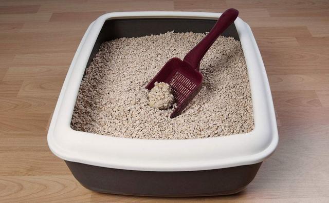 猫咪吃猫砂怎么办？猫咪吃猫砂了该怎么办？(图2)