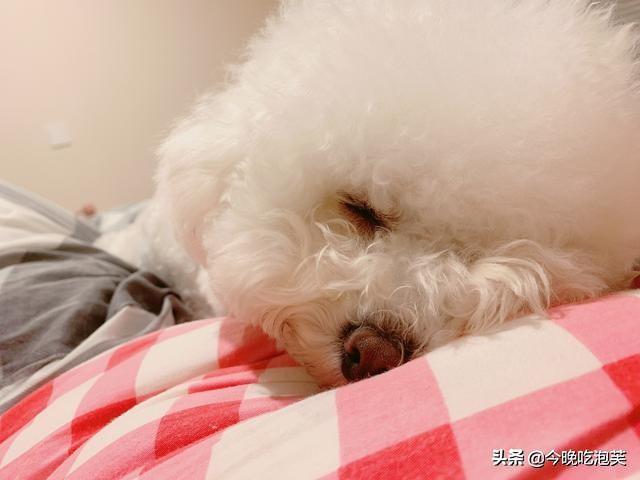 比熊的喂养方法，食物的选择很重要（比熊犬喂养注意事项及禁忌）(图3)