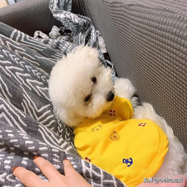 比熊的喂养方法，食物的选择很重要（比熊犬喂养注意事项及禁忌）(图1)