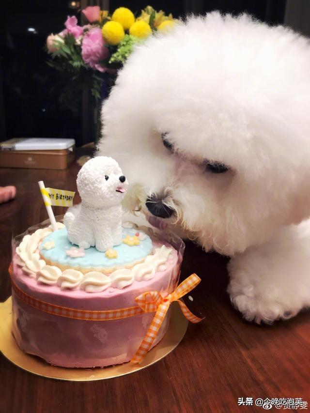 比熊的喂养方法，食物的选择很重要（比熊犬喂养注意事项及禁忌）(图2)