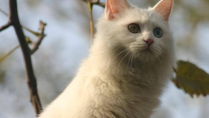 小猫的品相由谁决定？这篇文章告诉你(图2)