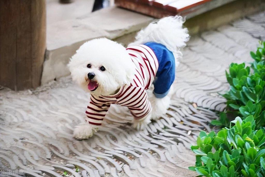 比熊犬呕吐是什么原因，该怎么办才好？（比熊呕吐是怎么回事?5大原因深入分析!）(图1)