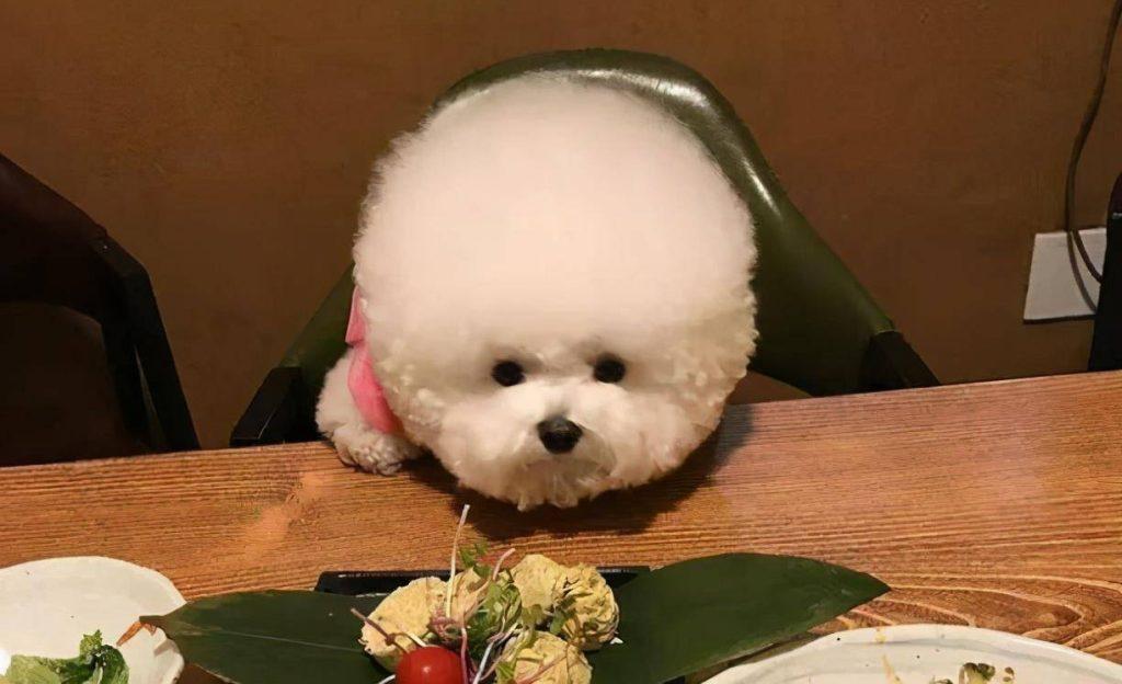 比熊犬呕吐是什么原因，该怎么办才好？（比熊呕吐是怎么回事?5大原因深入分析!）(图2)