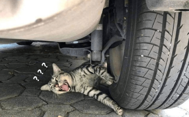 男子发现车轮下压了只猫,蹲下一看扭头就走:没受过这委屈(图1)