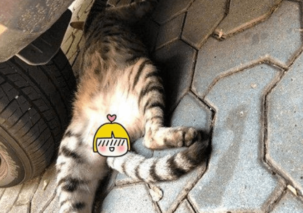 男子发现车轮下压了只猫,蹲下一看扭头就走:没受过这委屈(图3)
