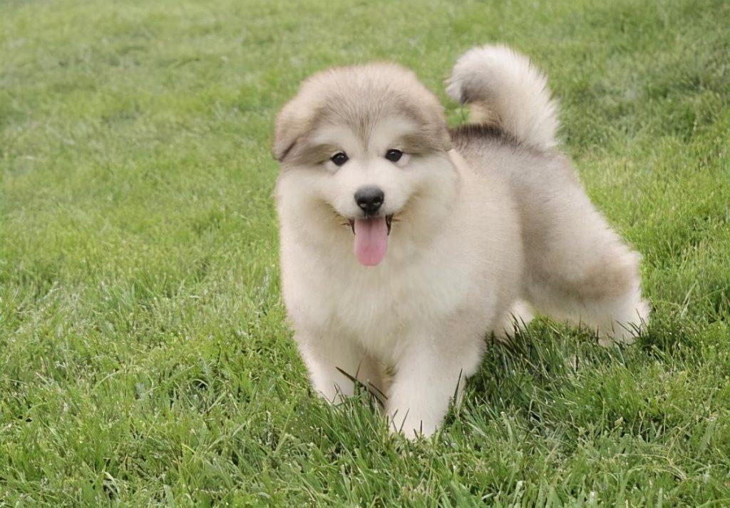 40天的小狗便秘该怎么办？（四十天的小狗拉稀怎么回事）(图1)