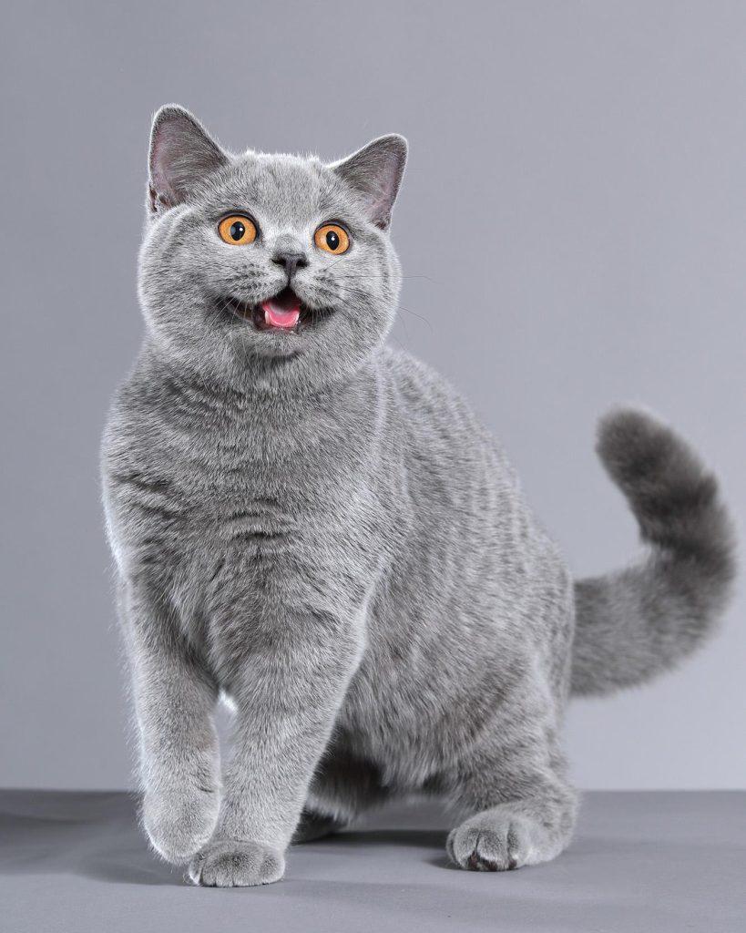 英国短毛猫基本知识（英短的简介）(图1)