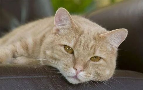 一文告诉你，猫一边放屁一边拉稀怎么办？(图1)