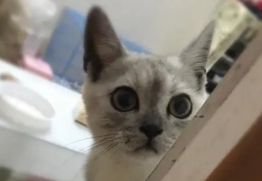 一文告诉你，猫一边放屁一边拉稀怎么办？(图2)