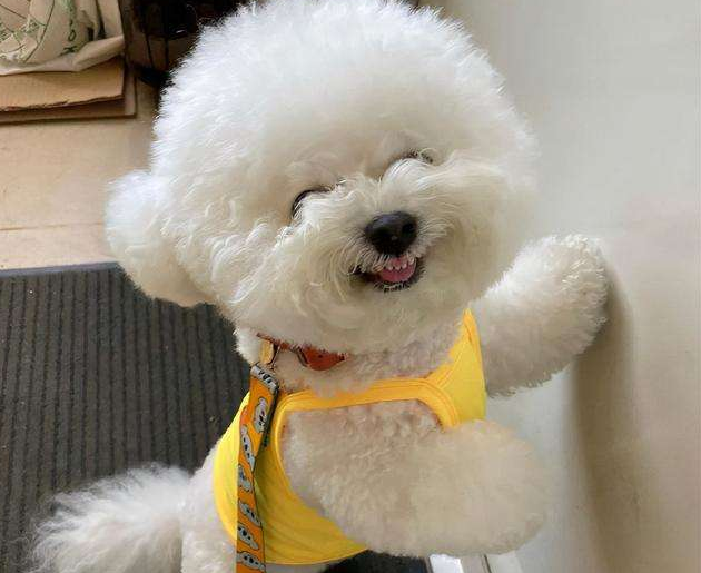 5大点,带你看完“比熊犬”的一生(比熊犬的寿命一般是多少年)(图1)