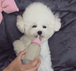 5大点,带你看完“比熊犬”的一生(比熊犬的寿命一般是多少年)(图2)