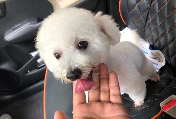 5大点,带你看完“比熊犬”的一生(比熊犬的寿命一般是多少年)(图3)