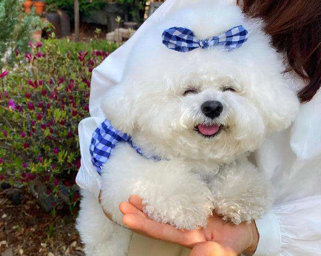 5大点，带你看完“比熊犬”的一生（比熊犬的寿命一般是多少年）(图5)