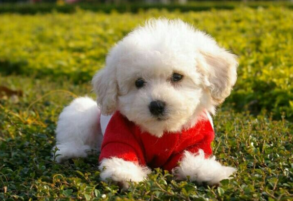 5大点,带你看完“比熊犬”的一生(比熊犬的寿命一般是多少年)(图6)