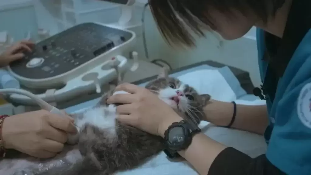 为什么宠物绝育越来越贵？(图1)