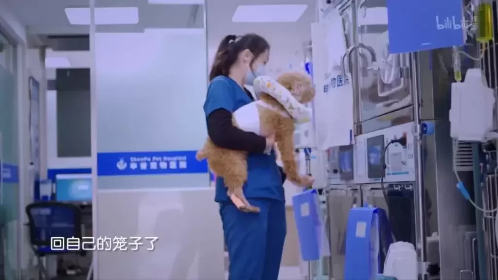 为什么宠物绝育越来越贵？(图2)