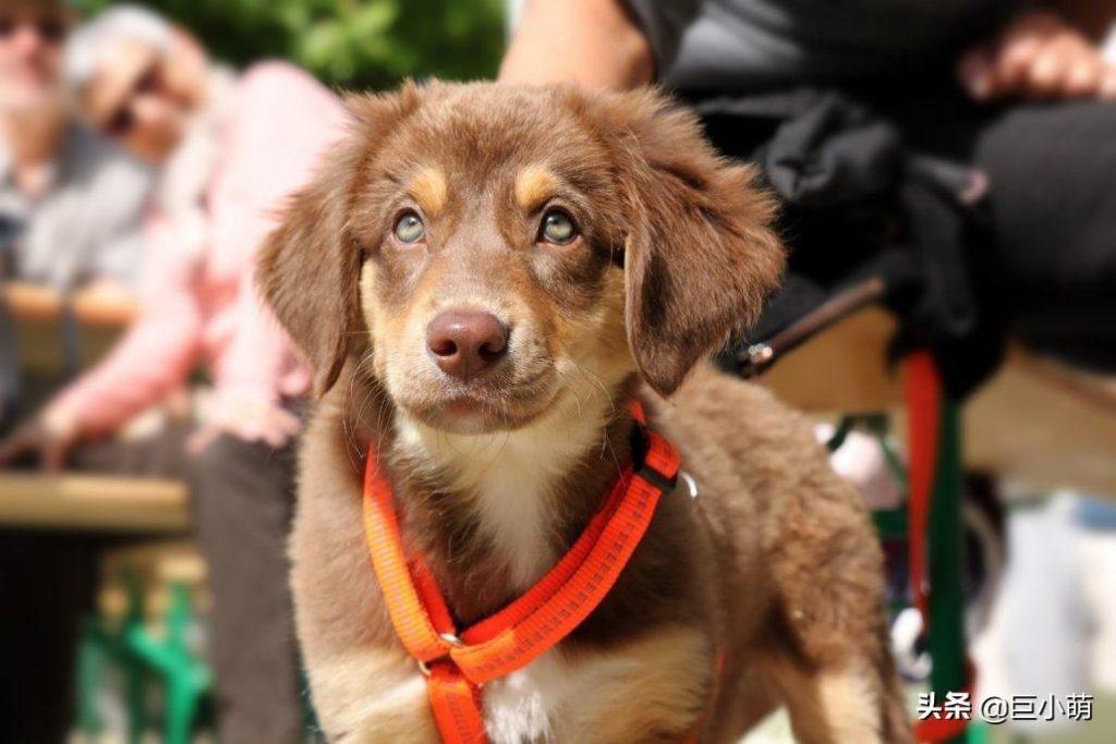 训练狗狗的最佳时期，按照年龄来安排训练计划（训练狗狗的最佳时间）(图1)