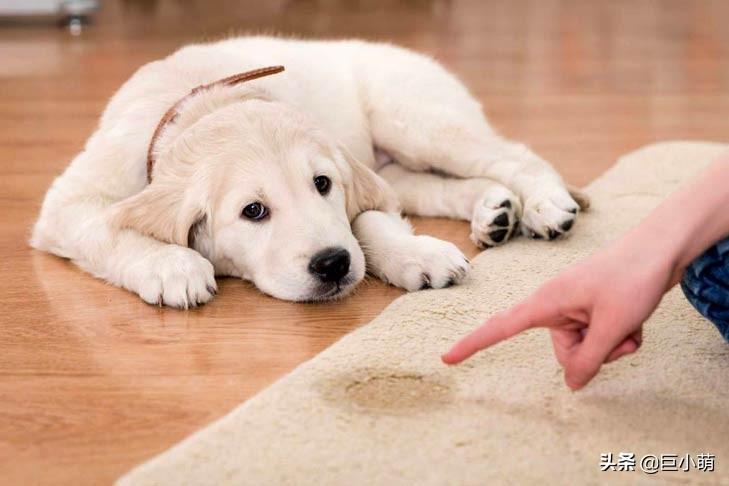 训练狗狗的最佳时期，按照年龄来安排训练计划（训练狗狗的最佳时间）(图3)