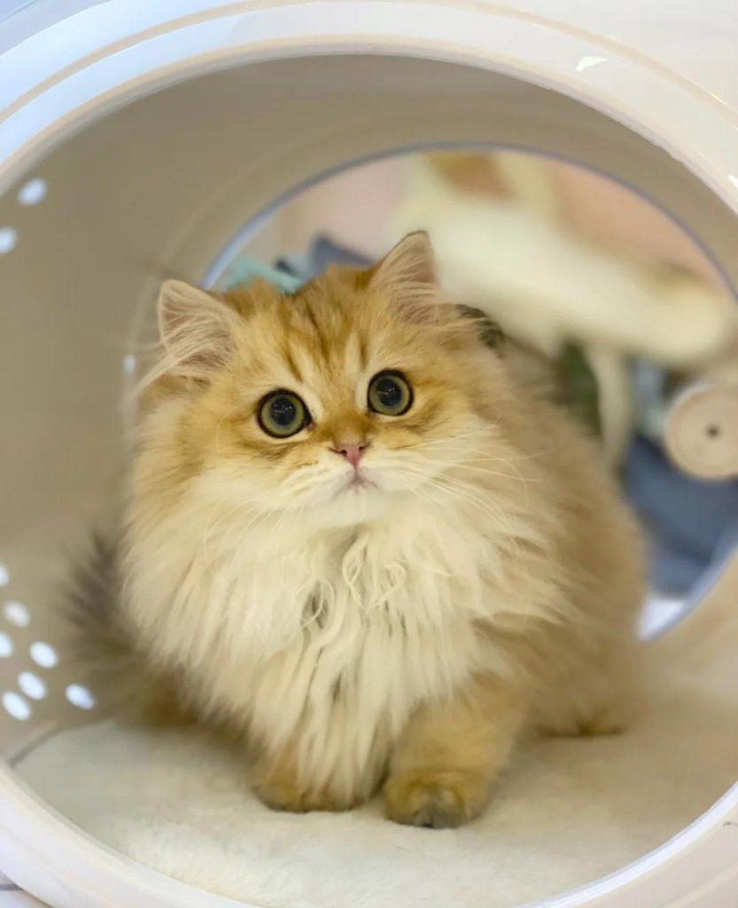 关于妙三多：妙三多应该打几针？(图1)