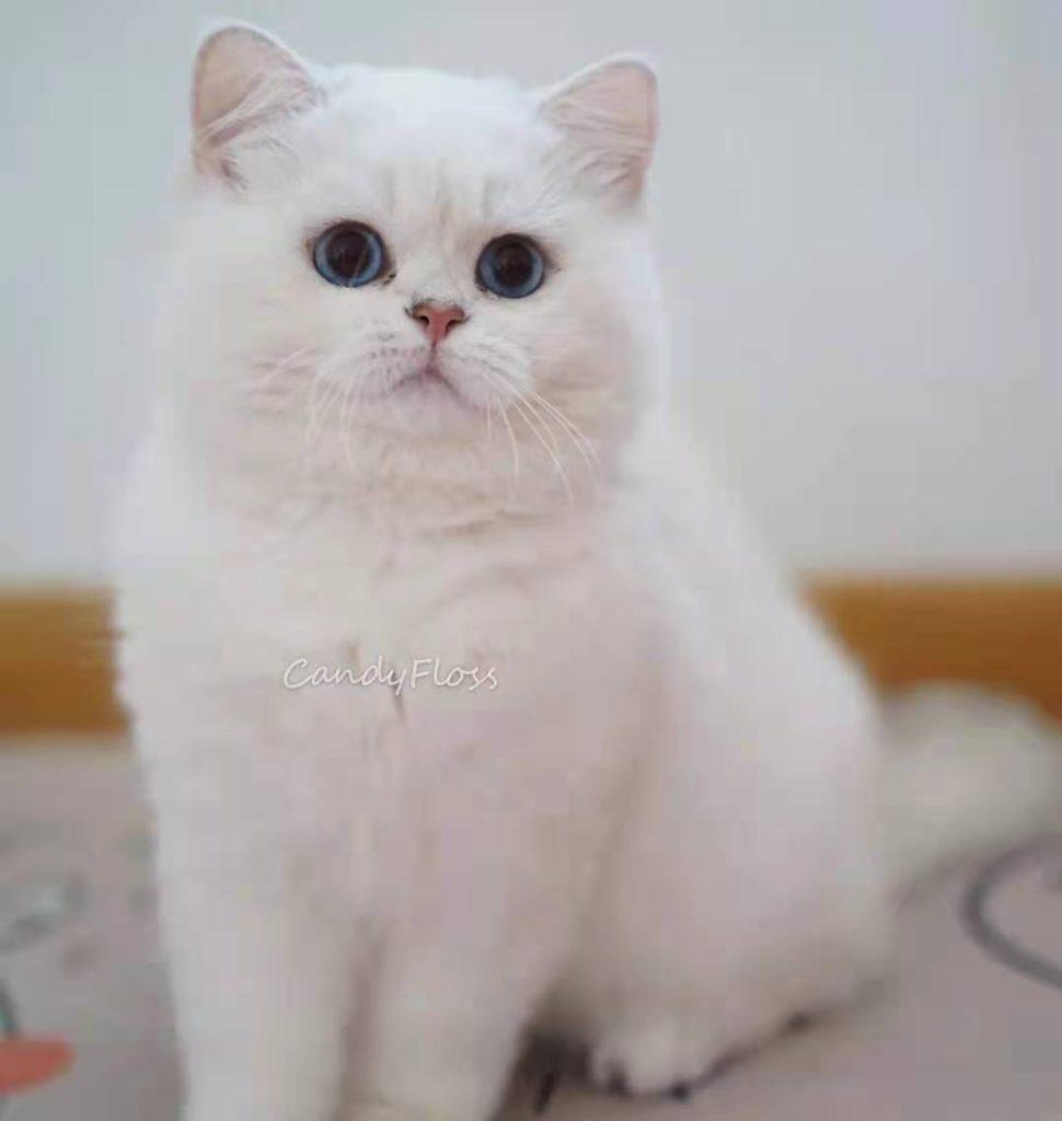 关于妙三多：妙三多应该打几针？(图3)