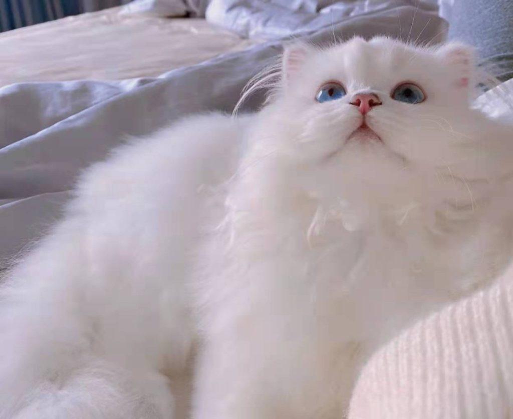 关于妙三多：妙三多应该打几针？(图4)