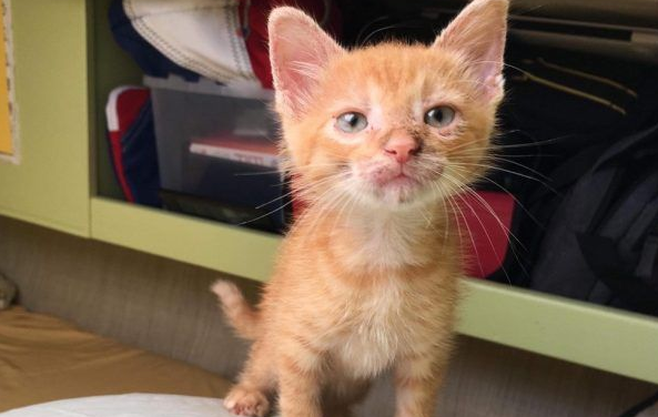 奇妙的命运安排 小浪猫成为环游世界的水手猫(图1)