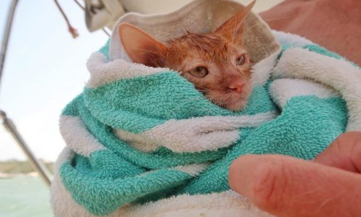 奇妙的命运安排 小浪猫成为环游世界的水手猫(图2)