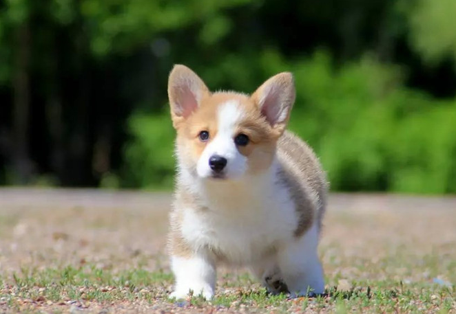 3个月柯基犬怎么养？做到这几点内容，就能养出聪明的狗狗（三个月柯基最大可以长到几斤）(图1)