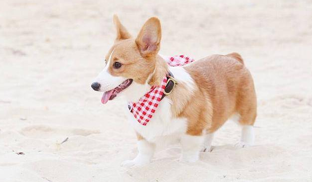 3个月柯基犬怎么养？做到这几点内容，就能养出聪明的狗狗（三个月柯基最大可以长到几斤）(图2)